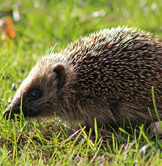 Hedgehog
